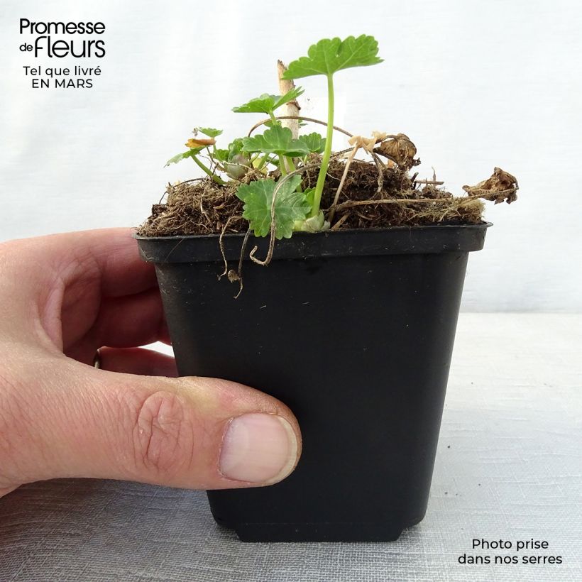 Exemplaar van Sidalcea candida - Griekse malva Kweekpotje van 8/9 cm zoals geleverd in de lente