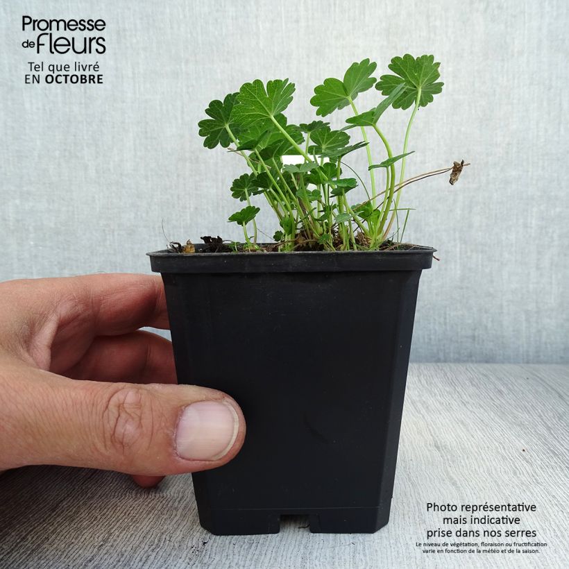 Exemplaar van Sidalcea candida - Griekse malva Kweekpotje van 8/9 cm zoals geleverd in de herfst