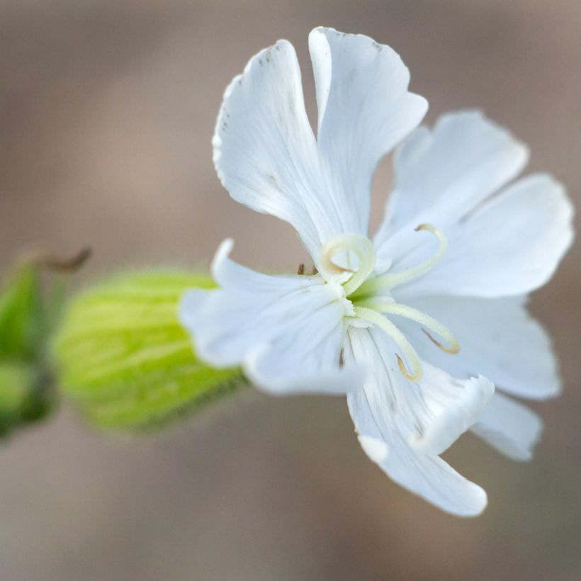 Silene latifolia alba - Avondkoekoeksbloem (Bloei)