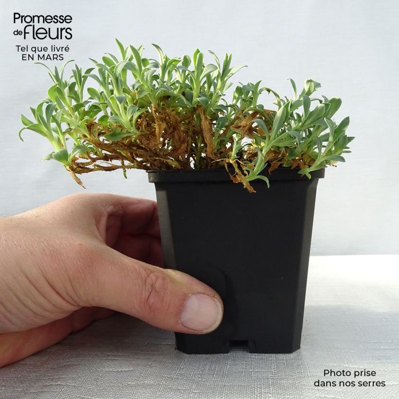 Example of Silene uniflora Weisskehlchen - Lijmkruid Kweekpotje van 8/9 cm as you get in printemps