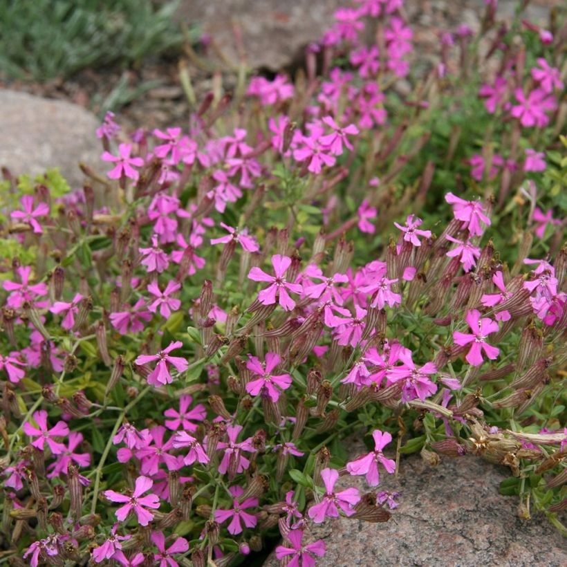 Silene schafta - Lijmkruid (Groeiplaats)