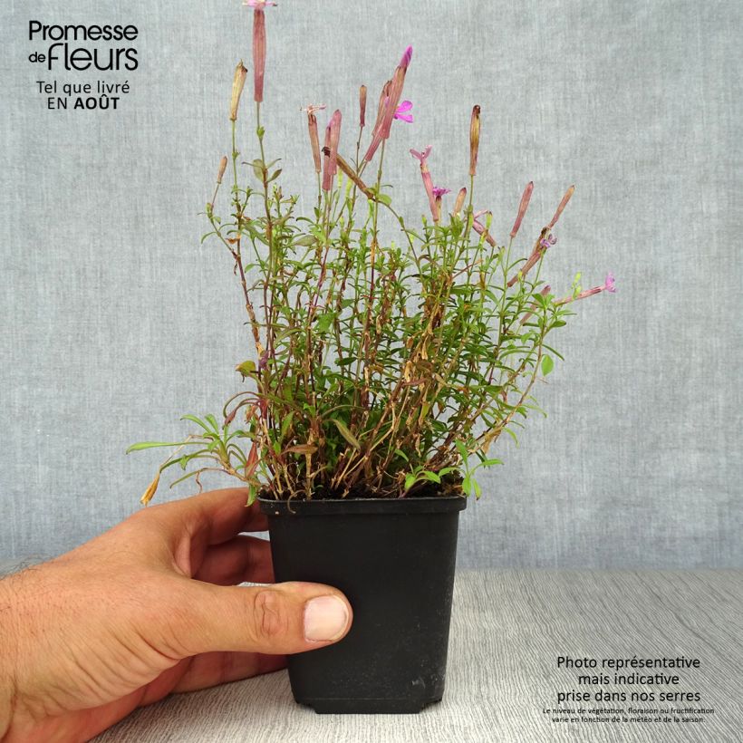 Exemplaar van Silene schafta Splendens - Lijmkruid Kweekpotje van 8/9 cm zoals geleverd in de zomer