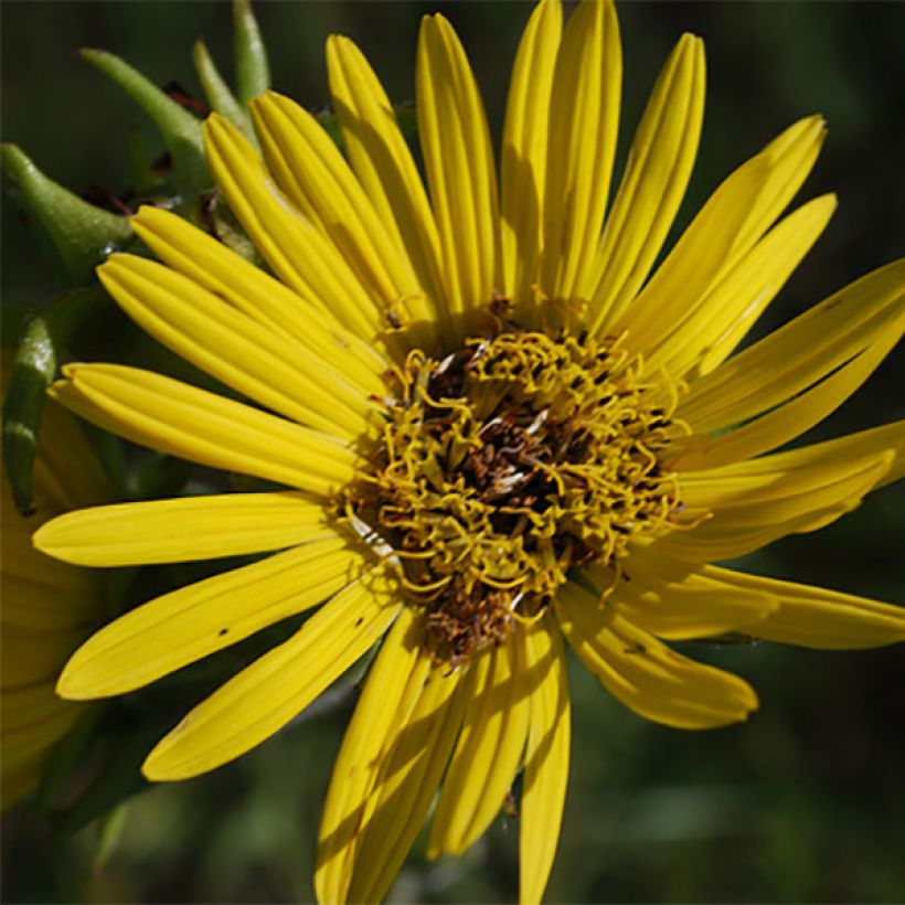 Silphium laciniatum - Kompasplant (Bloei)