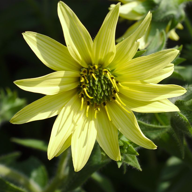 Silphium mohrii - Zonnekroon (Bloei)