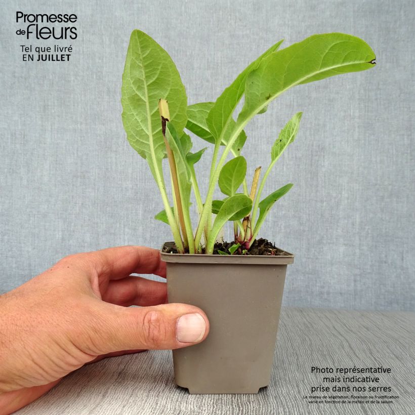 Exemplaar van Silphium perfoliatum - Zonnekroon Kweekpotje van 8/9 cm zoals geleverd in de zomer