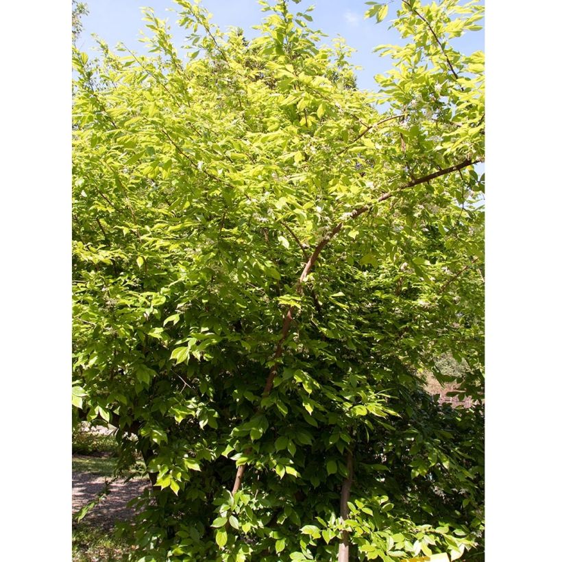 Sinojackia xylocarpa - Jacks boom (Groeiplaats)