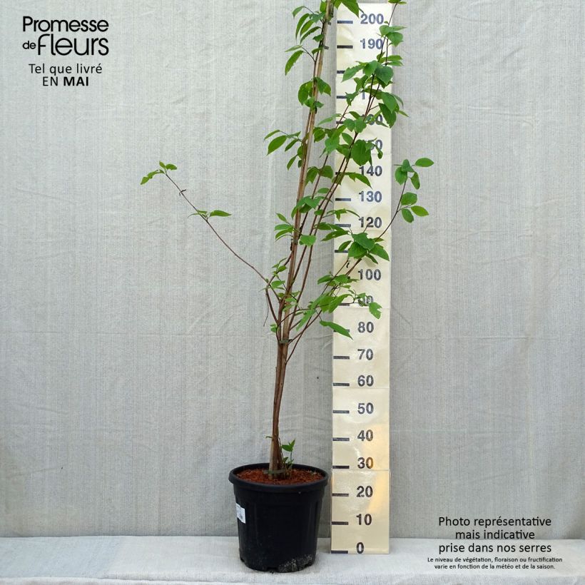 Exemplaar van Sinojackia xylocarpa - Jacks boom Pot van 6 l/7 l zoals geleverd in de lente