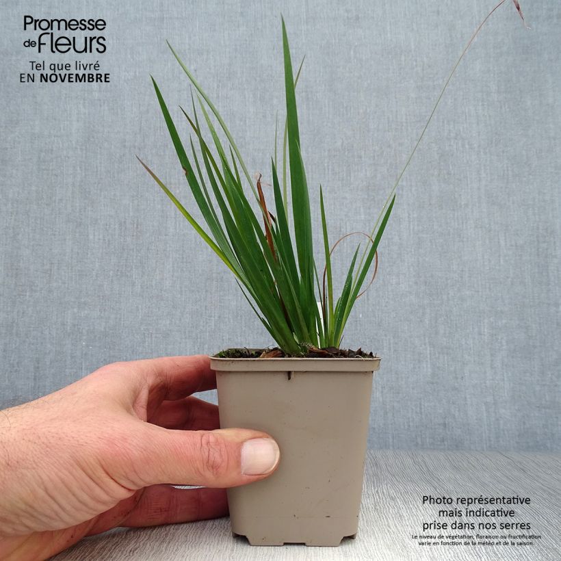 Exemplaar van Sisyrinchium Lucerne - Bieslelie Kweekpotje van 8/9 cm zoals geleverd in de herfst