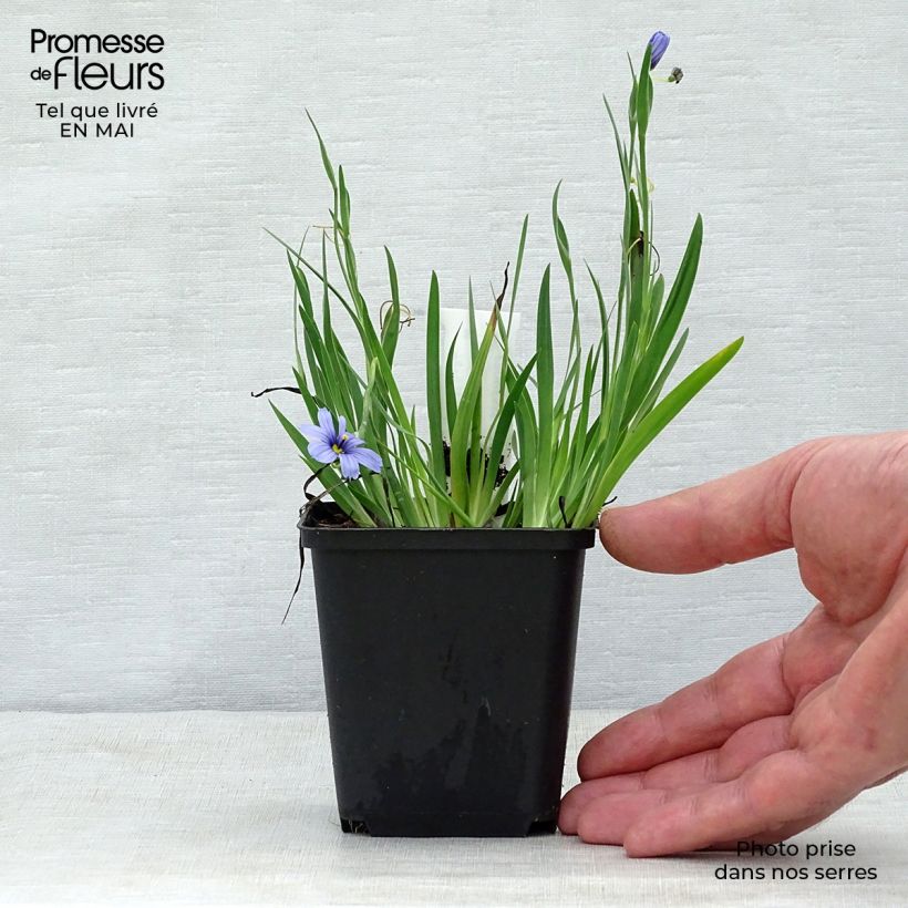 Exemplaar van Sisyrinchium angustifolium Devon Skies - Bieslelie Kweekpotje van 8/9 cm zoals geleverd in de lente