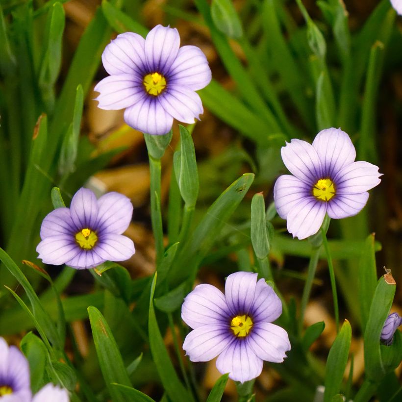 Sisyrinchium angustifolium Devon Skies - Bieslelie (Bloei)