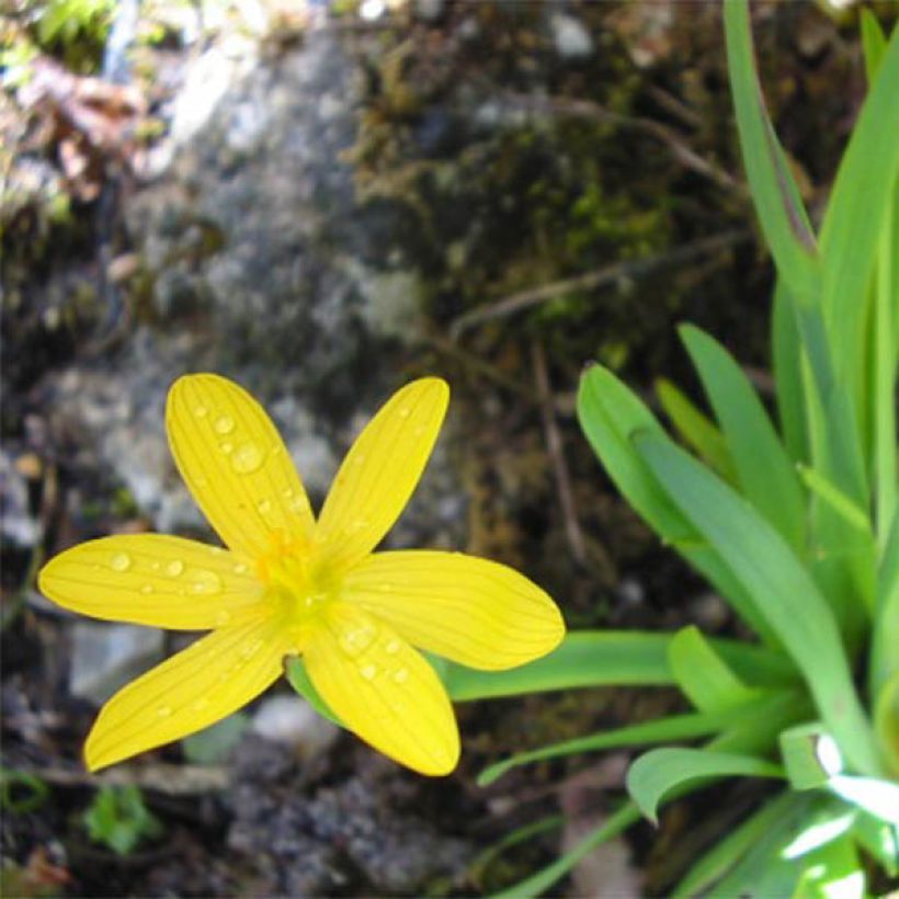 Sisyrinchium californicum - Bieslelie (Bloei)