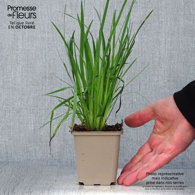 Exemplaar van Sisyrinchium californicum - Bieslelie Kweekpotje van 8/9 cm zoals geleverd in de herfst