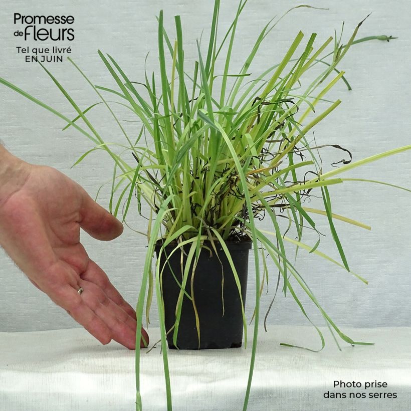 Exemplaar van Sisyrinchium californicum - Bieslelie Kweekpotje van 8/9 cm zoals geleverd in de zomer