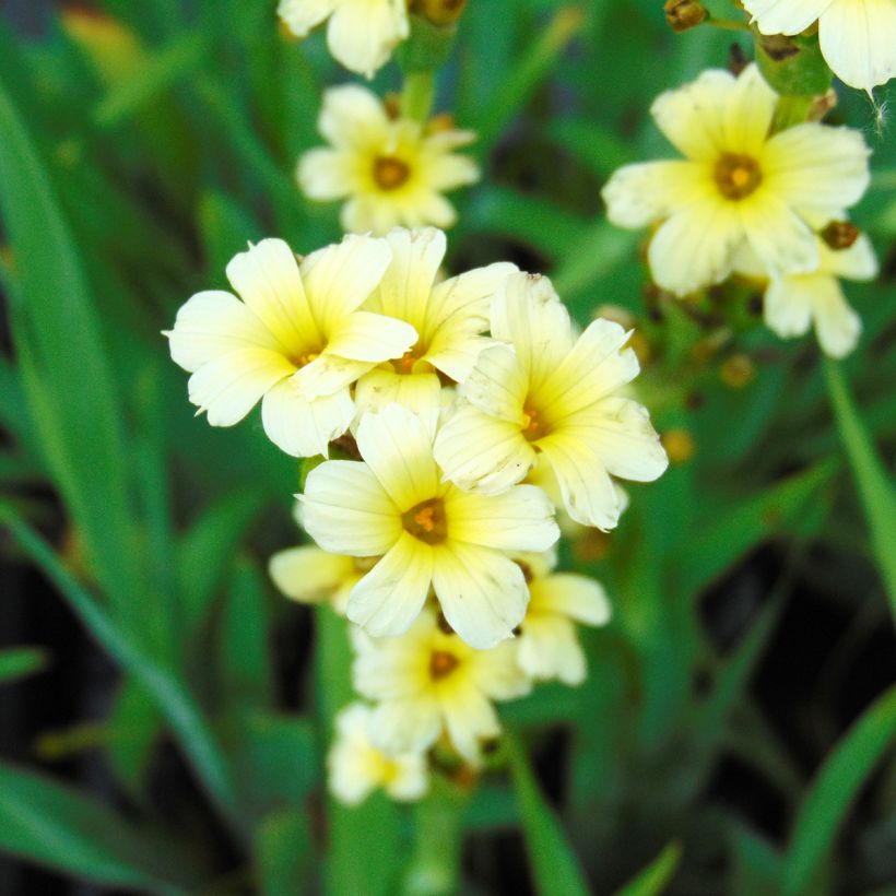 Sisyrinchium striatum - Bieslelie (Bloei)