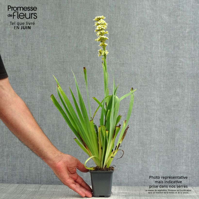 Exemplaar van Sisyrinchium striatum Aunt May - Bieslelie Kweekpotje van 8/9 cm zoals geleverd in de zomer
