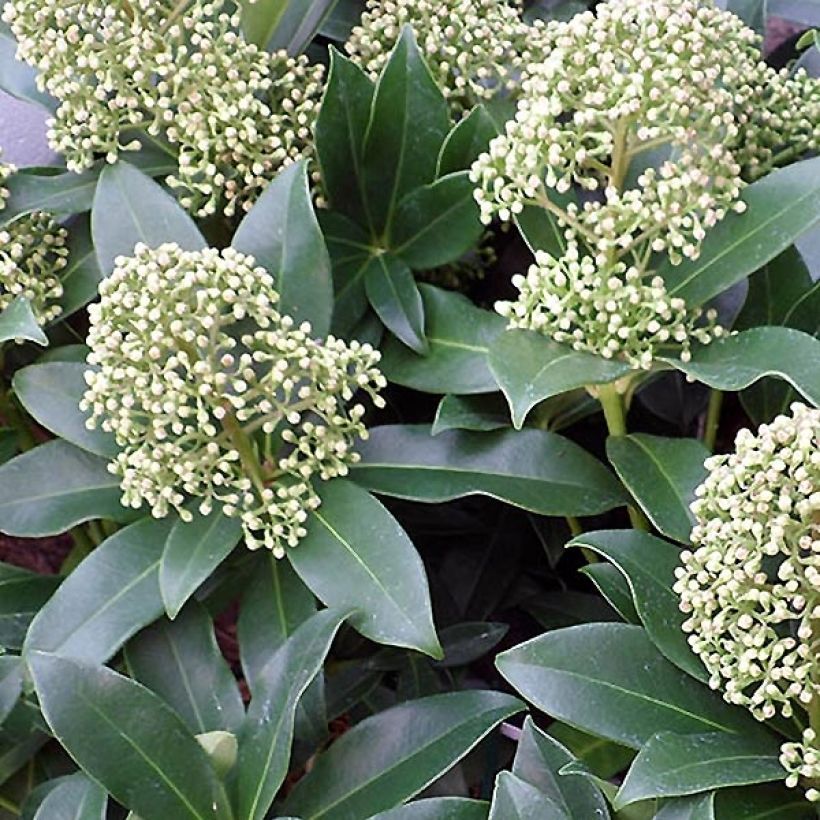 Skimmia japonica Fragrant Cloud - Japanse skimmia (Bloei)