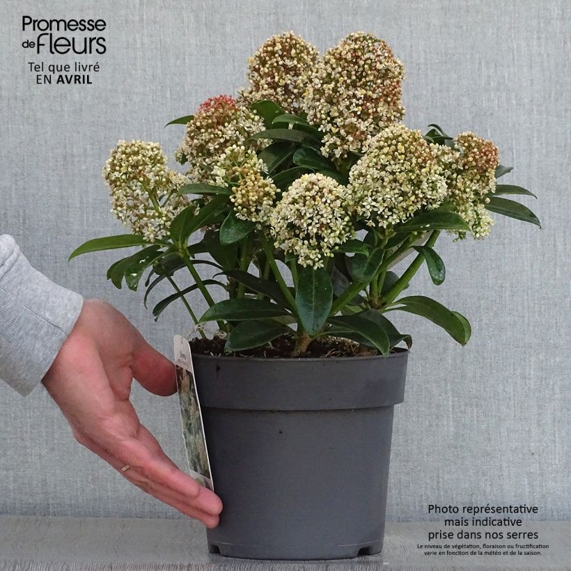 Exemplaar van Skimmia japonica Fragrant Cloud - Japanse skimmia Pot van 2 l/3 l zoals geleverd in de lente