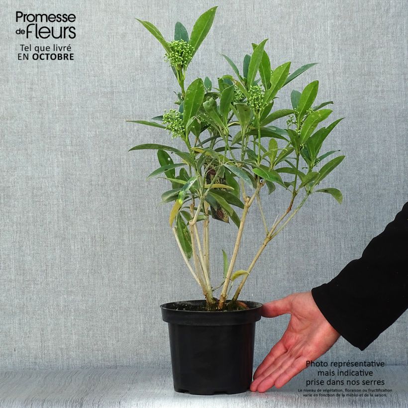 Exemplaar van Skimmia japonica Kew Green - Japanse skimmia Pot van 2 l/3 l zoals geleverd in de herfst
