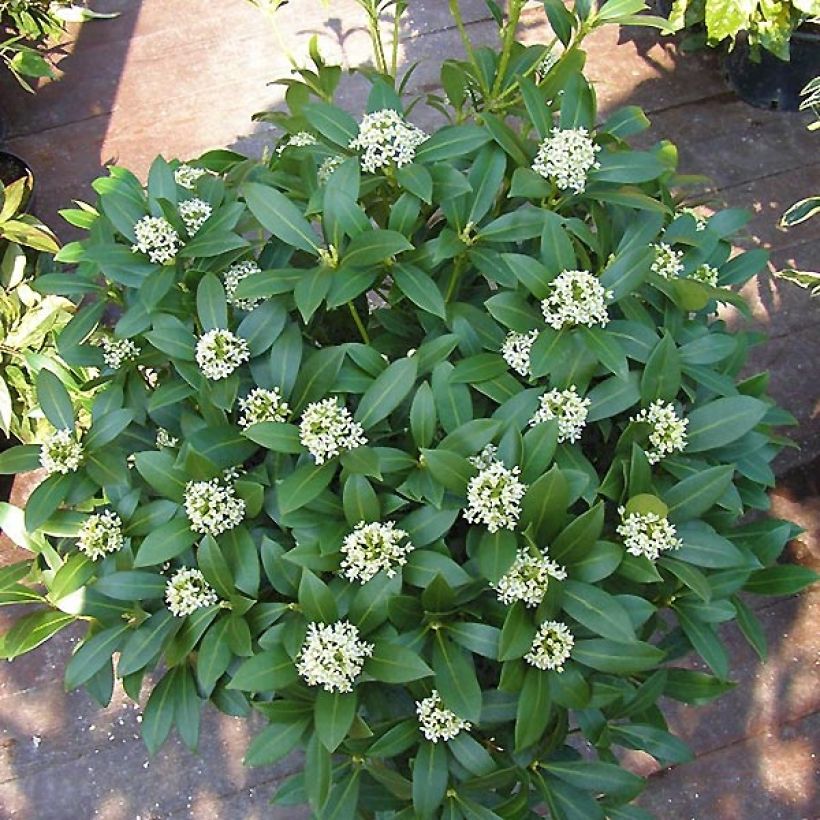Skimmia japonica Kew White - Japanse skimmia (Groeiplaats)