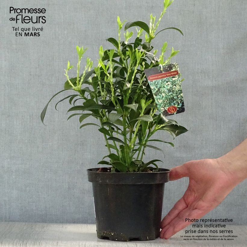 Exemplaar van Skimmia japonica Kew White - Japanse skimmia Pot van 2 l/3 l zoals geleverd in de lente