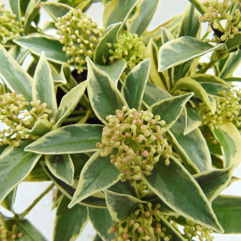 Skimmia japonica Magic Marlot - Japanse skimmia (Blad)