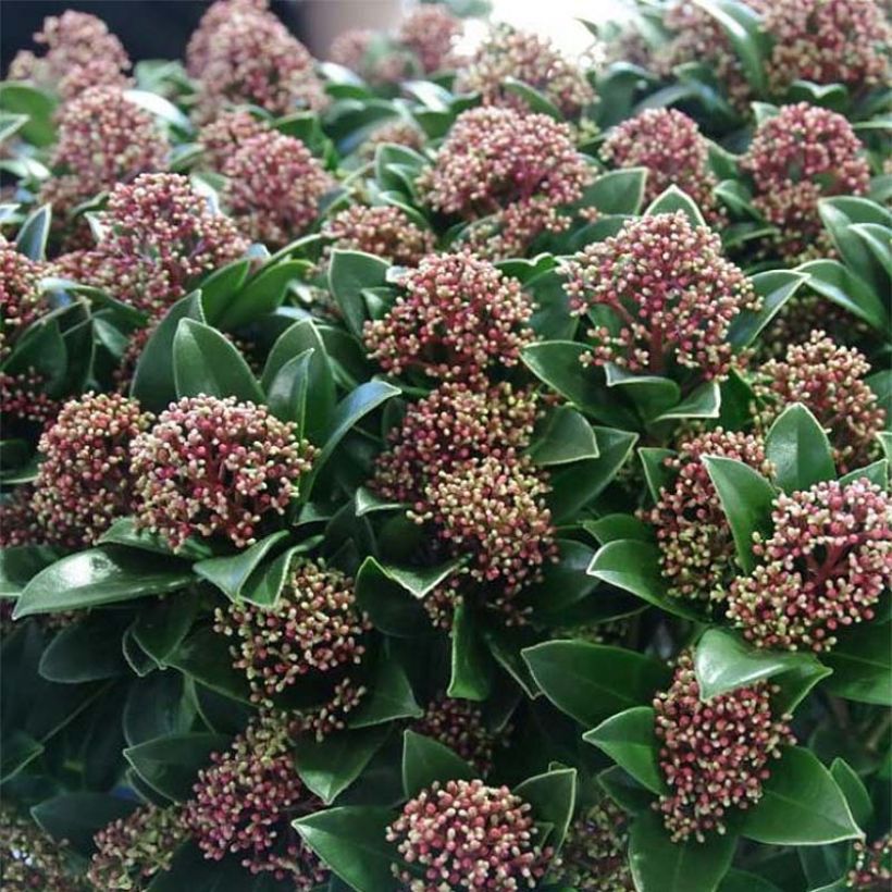Skimmia japonica Pink Dwarf - Japanse skimmia (Bloei)