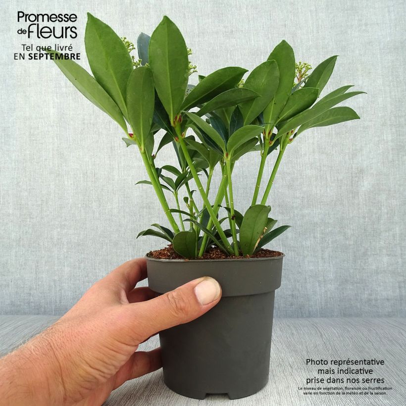 Exemplaar van Skimmia japonica Pink Dwarf - Japanse skimmia Pot van 1 l/1,5 l zoals geleverd in de herfst