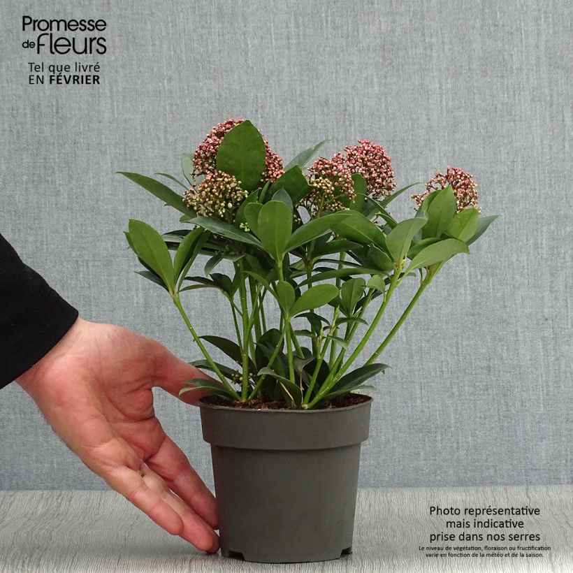 Exemplaar van Skimmia japonica Pink Dwarf - Japanse skimmia Pot van 1 l/1,5 l zoals geleverd in de winter