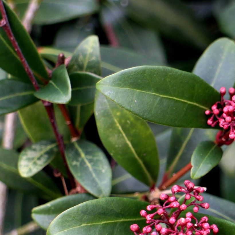 Skimmia japonica Rubella - Japanse skimmia (Blad)