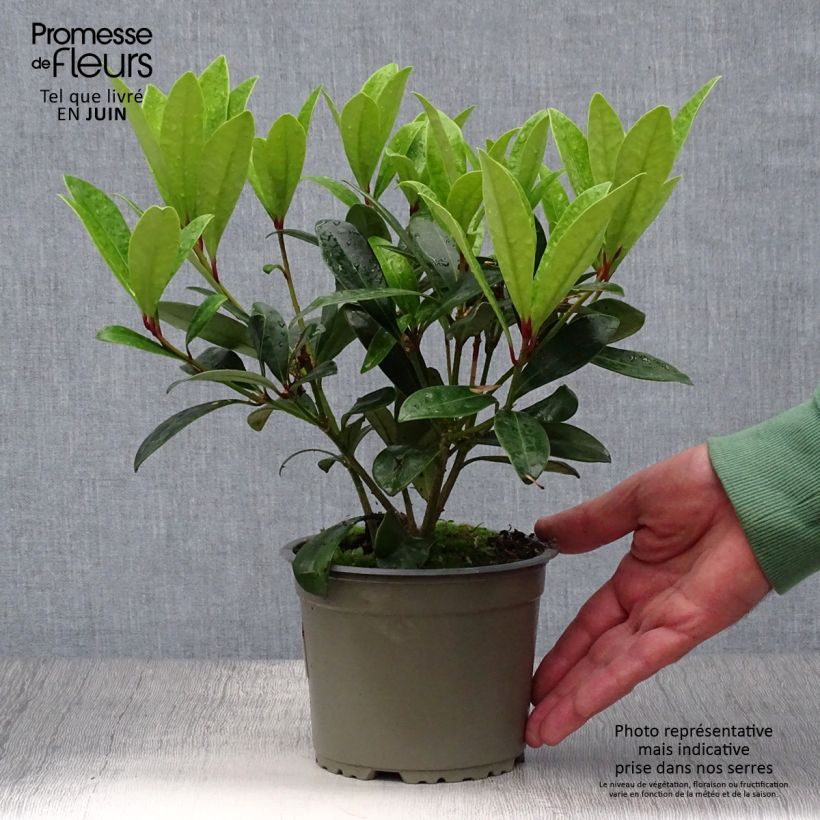 Exemplaar van Skimmia japonica Rubella - Japanse skimmia Pot van 12 cm / 13 cm zoals geleverd in de zomer