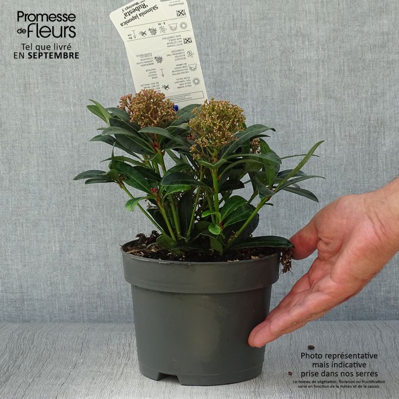 Example of Skimmia japonica Rubesta - Japanse skimmia Pot van 2 l/3 l as you get in automne