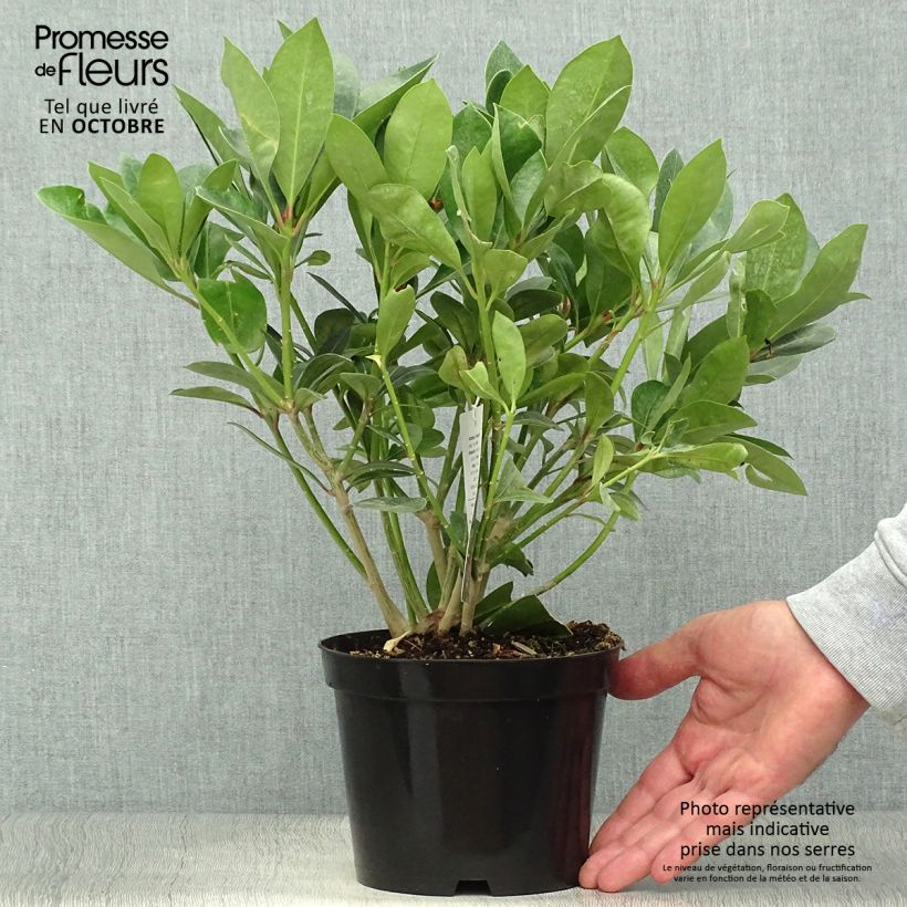 Exemplaar van Skimmia japonica Veitchii - Japanse skimmia Pot van 2 l/3 l zoals geleverd in de herfst