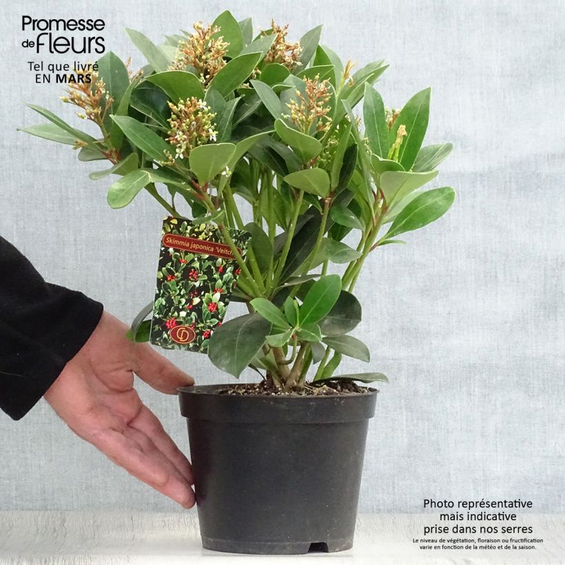 Example of Skimmia japonica Veitchii - Japanse skimmia Pot van 2 l/3 l as you get in printemps