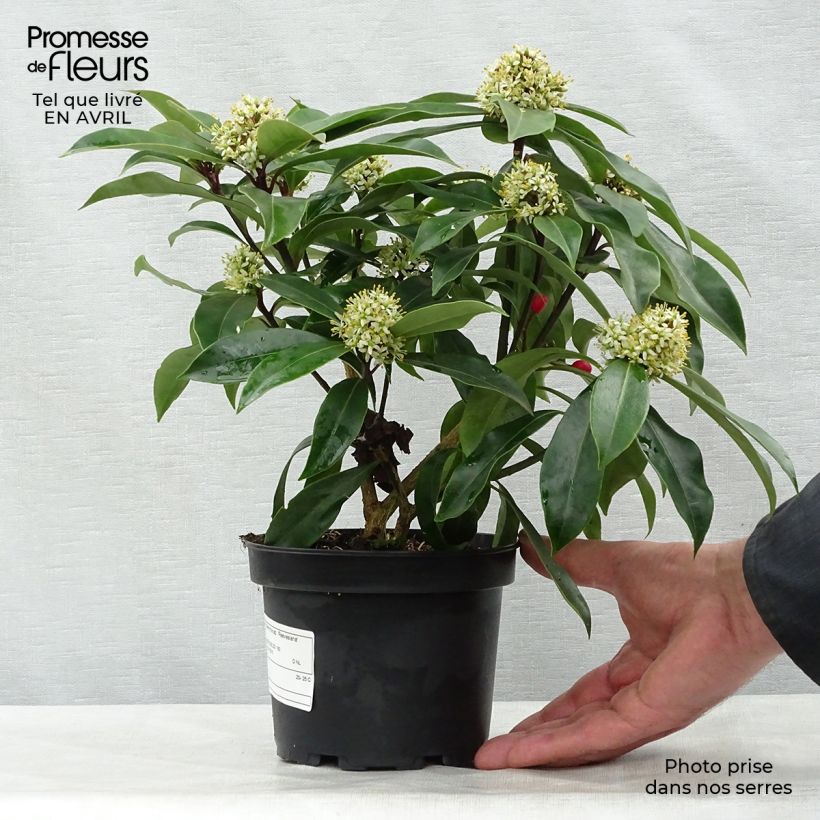 Example of Skimmia reevesiana - Japanse skimmia Pot van 1 l/1,5 l as you get in printemps