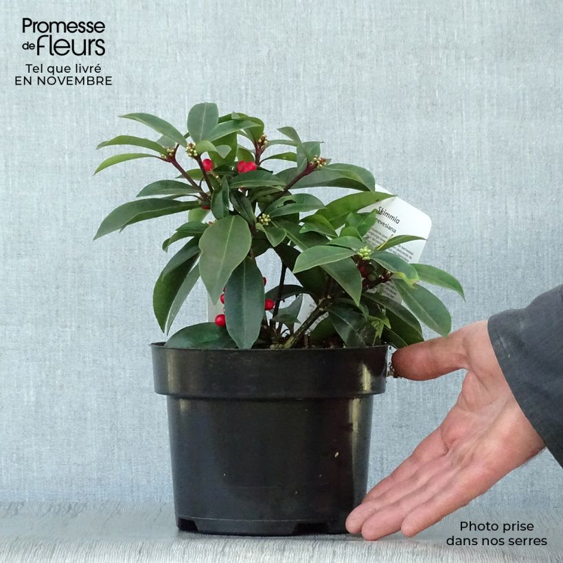 Exemplaar van Skimmia reevesiana - Japanse skimmia Pot van 1 l/1,5 l zoals geleverd in de herfst