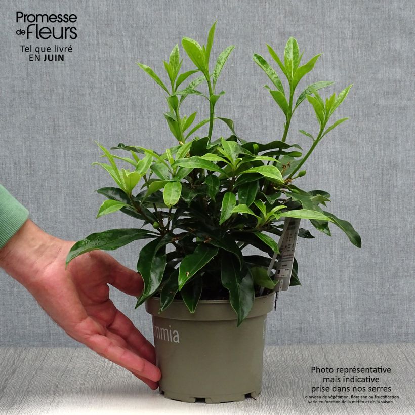 Exemplaar van Skimmia reevesiana - Japanse skimmia Pot van 1 l/1,5 l zoals geleverd in de zomer