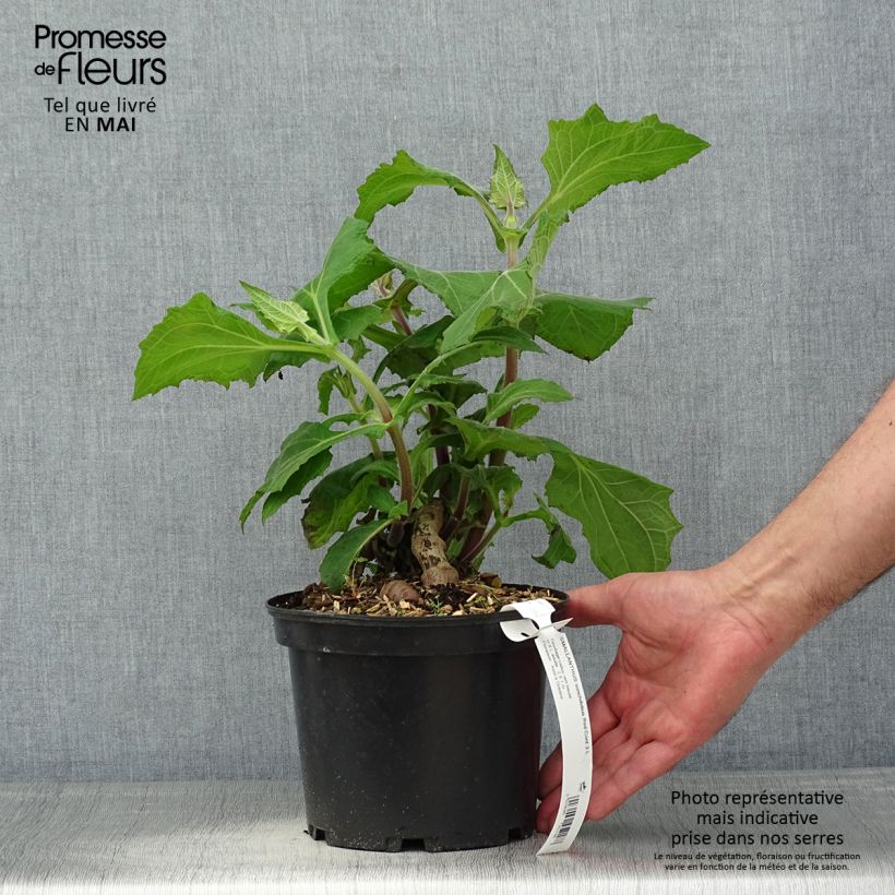 Exemplaar van Yacon Red - Smallanthus sonchifolius Pot van 3 l/4 l zoals geleverd in de lente