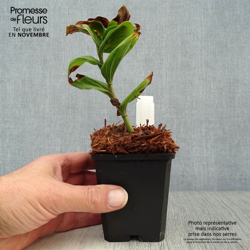 Exemplaar van Smilacina racemosa - Valse salomonszegel Kweekpotje van 8/9 cm zoals geleverd in de herfst