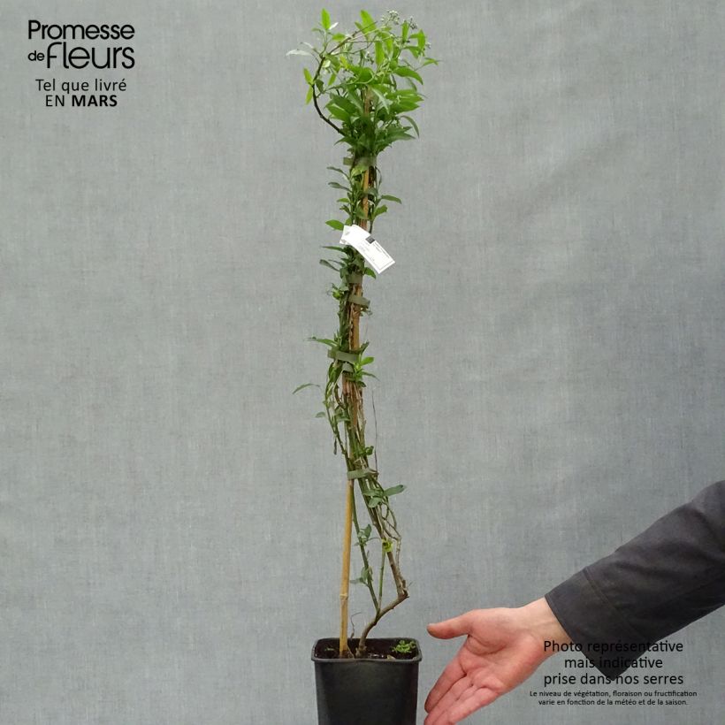 Exemplaar van Solanum crispum Glasnevin - Nachtschade Pot van 2 l/3 l zoals geleverd in de lente