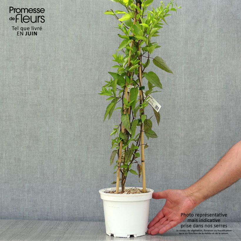 Exemplaar van Solanum jasminoides Album - Klimmende nachtschade Pot van 2 l/3 l zoals geleverd in de zomer