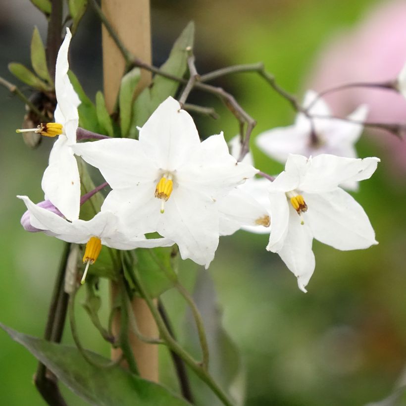 Solanum jasminoides Album - Klimmende nachtschade (Bloei)