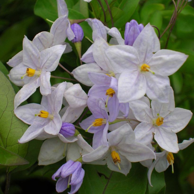 Solanum jasminoides Blauw - Morelle faux-jasmin (Bloei)