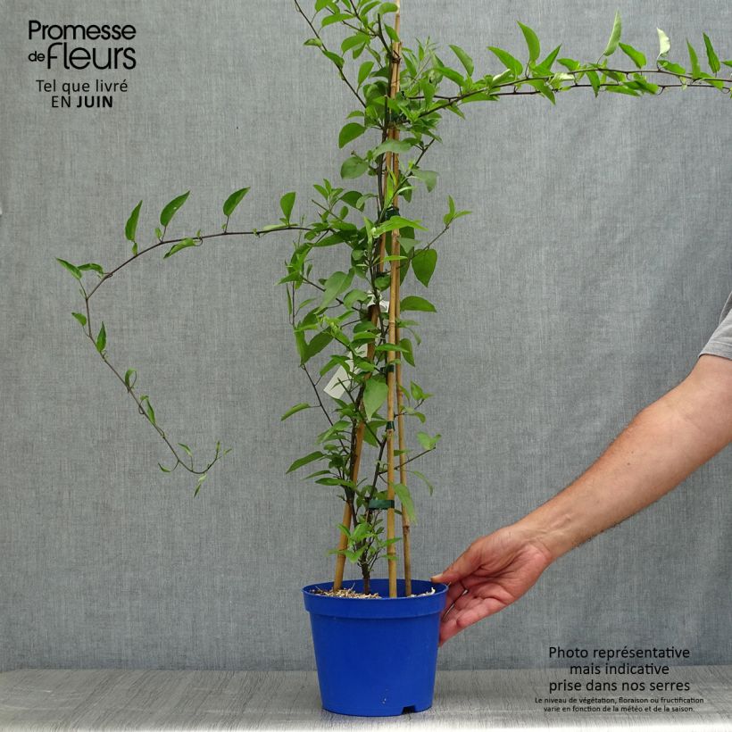 Exemplaar van Solanum jasminoides Blauw - Morelle faux-jasmin Pot van 2 l/3 l zoals geleverd in de zomer