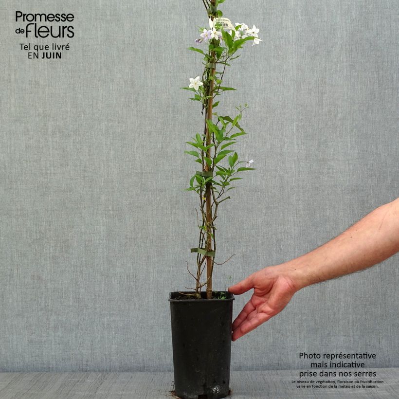 Exemplaar van Solanum jasminoides Blauw - Morelle faux-jasmin Pot van 2 l/3 l zoals geleverd in de lente