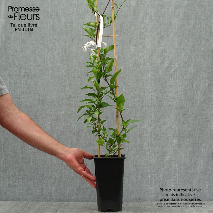Exemplaar van Solanum jasminoides - Klimmende nachtschade Pot van 2 l/3 l zoals geleverd in de zomer