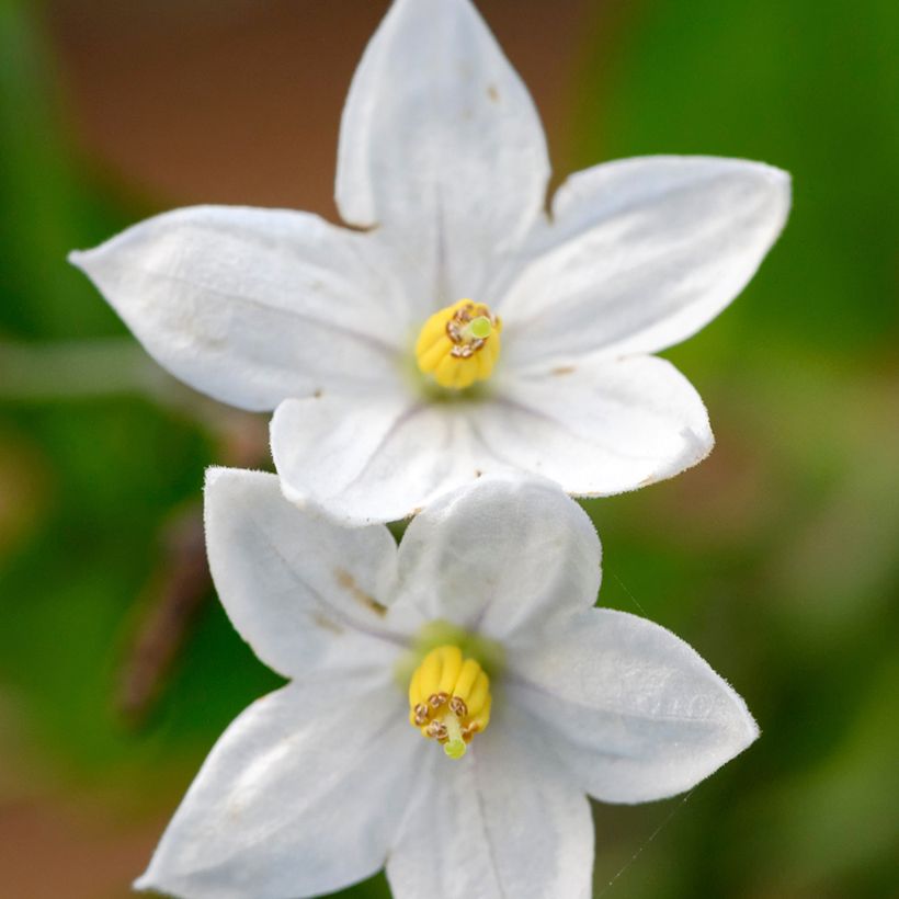 Solanum jasminoides - Klimmende nachtschade (Flowering)