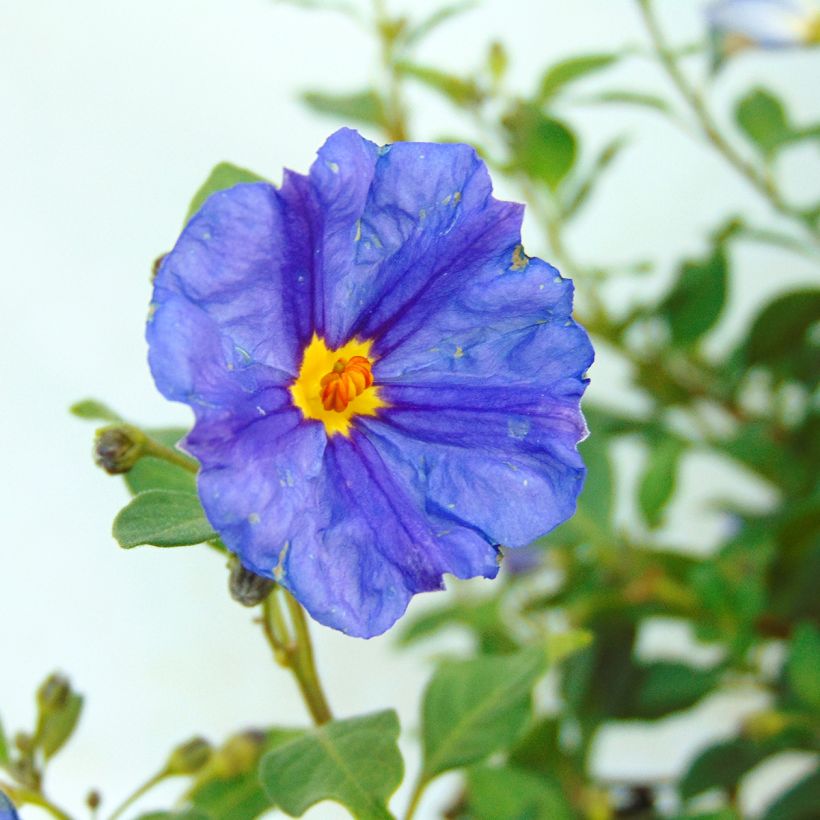 Solanum rantonnetii - Blauwe aardappelstruik (Bloei)