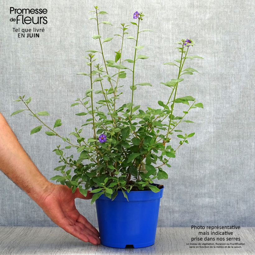 Exemplaar van Solanum rantonnetii - Blauwe aardappelstruik Pot van 3 l/4 l zoals geleverd in de zomer