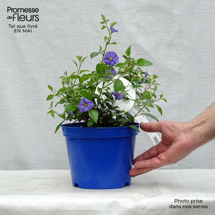 Exemplaar van Solanum rantonnetii - Blauwe aardappelstruik Pot van 3 l/4 l zoals geleverd in de lente