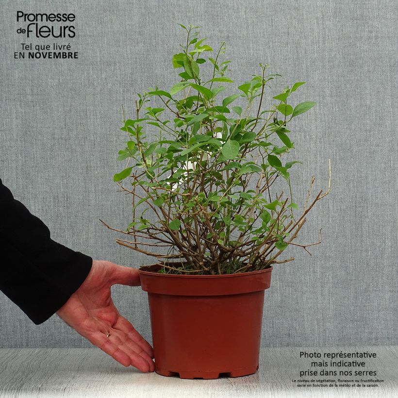 Exemplaar van Solanum rantonnetii - Blauwe aardappelstruik Pot van 3 l/4 l zoals geleverd in de herfst